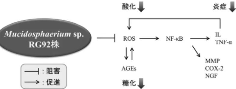 図  5　Mucidosphaerium sp. RG92 株抽出物の作用機序