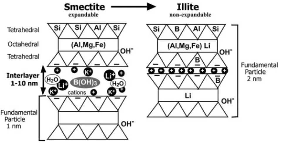 Fig. A modiﬁed schematic cross-section of smectite and illite showing the crystallographic sites that hold Li, B and H O originally illustrated by Williams and Hervig ( ).