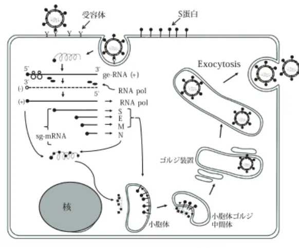 図 2：コロナウイルスの増殖環：粒子は特異的受容体に 結合し、脱殻により ge- RNA が細胞室内に侵入する。