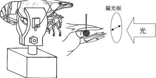 図 7 ザリガニを用いた単一視細胞の偏光受容能の測定方法．ザリガニを生かしたまま尾部と脚部の動きを制限 する．胸部を固定した後，眼柄の動きを歯科用セメントで固定する．角膜表面にごく小さなな穴を開けそ こを通してガラス微小電極を刺入する．ガラス微小電極の先端は 1 m m 以下の径であり単一視細胞に刺入 すれば膜電位を測定することができる．静止膜電位を指標に細胞内刺入した後，光刺激すると脱分極性の 応答を示す一定の光量で偏光板の角度を変えながら刺激すると，一般にマイクロビライの長軸方向と偏光 の方向が一致した