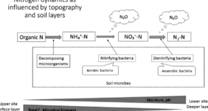 Fig. 11. Nitrogen dynamics as influenced by topogra- topogra-phy and soil layers
