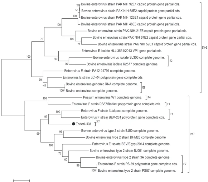 Figure 1. Phylogenetic tree constructed through the maximum likelihood method in MEGA 6.0 using  complete  P1  nucleotide  sequences  of  Tottri-U31  strain  (labeled ● )  with  reference  BEV  sequences from GenBank