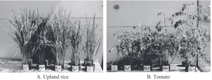 Fig. 2 Visual observations of growth of upland rice (A) and tomato (B) at 100 days after planting