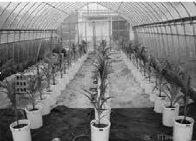 Fig. 1. Pot experiment in a plastic greenhouseフィールドサイエンス １０号