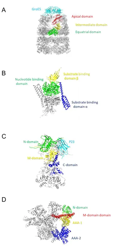 Fig. 1 Molecular architecture and domain organization of ATP-dependent molecular  chaperones