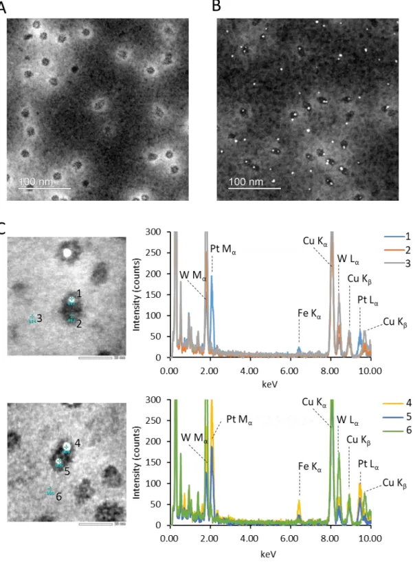 Fig. 9 STEM-EDS analysis of the FePt NP-encapsulating GroEL/GroES complexes. 