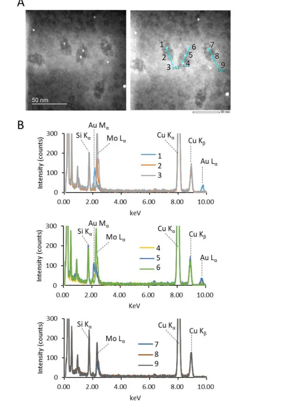 Fig. 10 STEM-EDS analysis of the Au NP-encapsulating EL/ES complexes. 