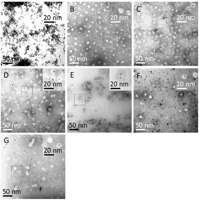 Fig.  12  TEM  images  of  GroEL D523,398A /GroES  complexes  encapsulating  FePt  NP  under a particular set of conditions