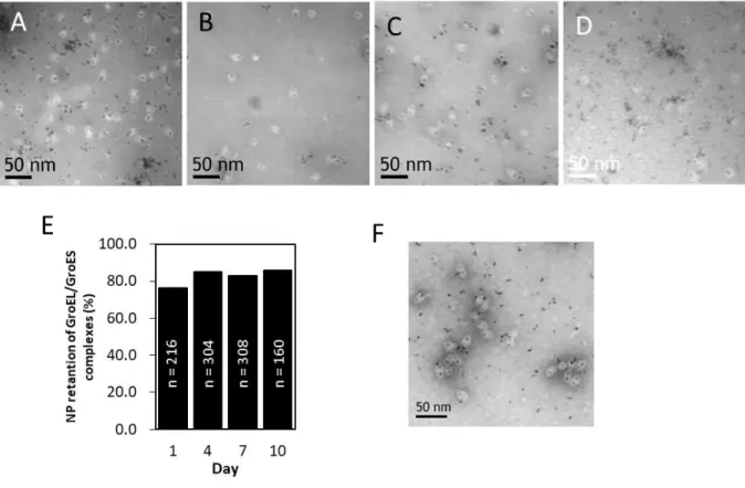 Fig.  13  TEM  images  of  GroEL D52,398A /GroES  complexes encapsulating  FePt-PA NP  per 3 days