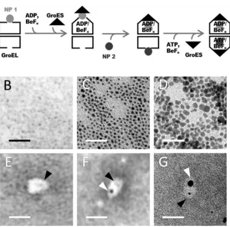 Fig. 14 GroEL/GroES complexes encapsulating two metal NP in each of two cavities. 
