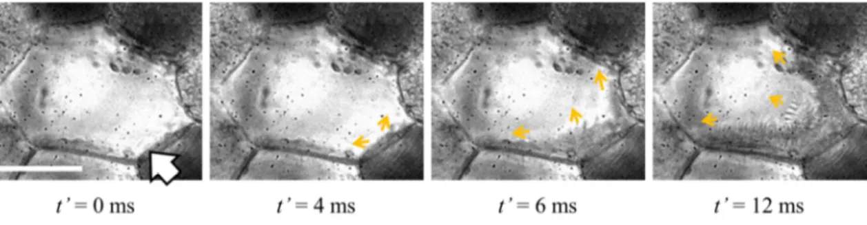 Figure 2.8 Comparison of intracellular ice crystal with and without electric current load