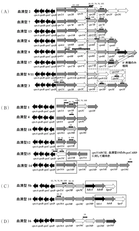図 4 ．A. pleuropneumoniaeの莢膜合成遺伝子の遺伝子構造．（A），Type I；（B），Type II；（C），Type III；（D）， Type  IV 19，69，178） ．両側に矢尻がある小さな矢印は，血清型特異的PCRのプライマーで増幅されるおおよその 位置（遺伝子）をあらわす．その上の数字は，文献番号をあらわす．全ての血清型の莢膜合成遺伝子の上流に は，cpxDCBA（莢膜輸送遺伝子）（cps と逆方向．血清型15のみ cps の下流に順方向），さらにその上流には modF