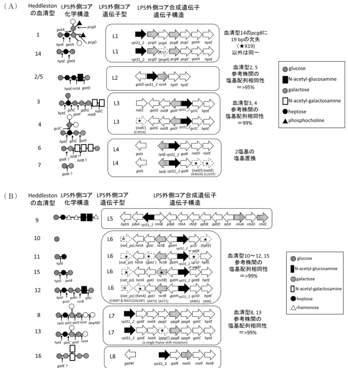 図 8 ．P. multocidaのLPS外側コアの化学構造，合成遺伝子の遺伝子構造及びPCRプライマーの標的遺伝子 55a，55b） ． （A）LPS外側コア遺伝子型L1〜L4；（B）LPS外側コア遺伝子型L5〜L8．LPS外側コア化学構造において， 外側コアと結合する全血清型で保存されている内側コアの最後の糖（グルコース）を一番左側に示した．LPS 外側コアを構成する糖のうち，白丸◯で示したものは， 1 種類の糖ではなく，ホスホエタノールアミン等 4 種 類の糖のいずれかである．詳細は文献55bの原図を