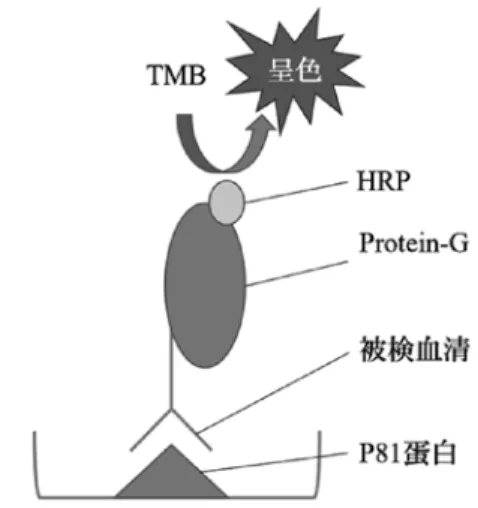 図 1 ．本実験で使用したELISA系の概要 図 2 ．Overlap extension PCRの概要 M:  マーカー S:  実験感染血清（PG45)）M S kDa 70  図 3 ．組換えP81タンパク質と被検血清との反応性（Western blotting）