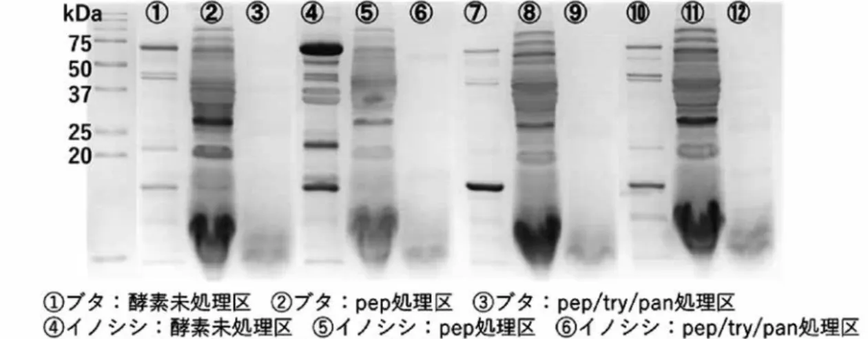 図 1 ．各動物肉タンパク質の消化酵素処理における分解パターン 図 2 ．各動物肉タンパク質のペプシン・トリプシン・パンクレアチン処理区における機能性の評価められ，なかでも豚肉と牛肉に比べてイノシシ肉とシカ肉が有意に高いことが確認された（図2B）． 以上の結果から，消化酵素処理を行ったシカ肉にACE阻害活性およびDPPHラジカル消去活性を有するペプチドの存在が示唆された．今後，消化酵素分解物の詳細な分析を行い，その成分の同定と高血圧自然発症ラットなどを用いて，これらの成分の効果を検証していく予定である．【文