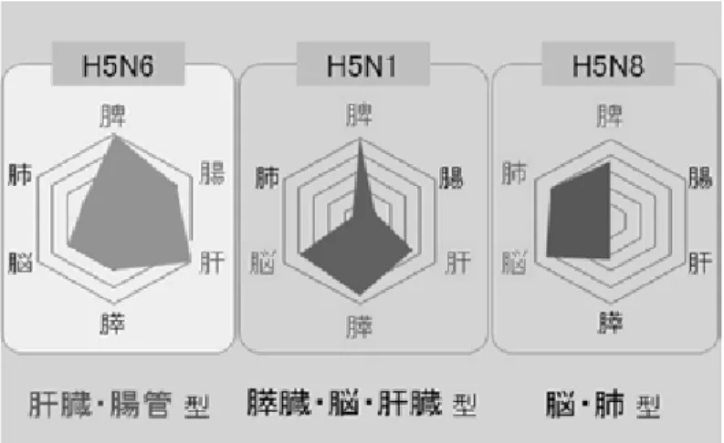 図 2 ．亜型別の組織病変スコア