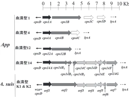 図 1 ． App血清型 1 ， 4 ，1２，14及びA.  suisのcpsの遺伝子構成．同色及び同パターン の矢印は，各遺伝子がコードするCpsのaa配列に相同性が認められる遺伝子．白 色の矢印は，他の血清型のCpsのaaと相同性を示さない遺伝子．