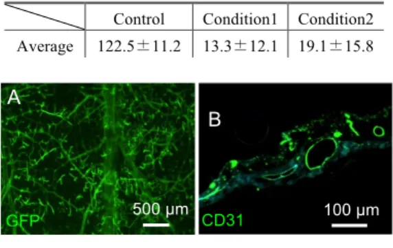 Fig.  1 Histological  observation  of  the  reseeded  rat  intestine.  A)  Microscopic  observation  of  the  vascular  structures of reseeded intestine with GFP-HUVEC
