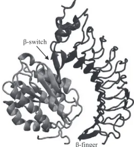 図 1 GPIbα N 末端 (Gly233Val)( 右 ) － VWF A1 ドメイン ( 左 ) 複合体の平衡構造
