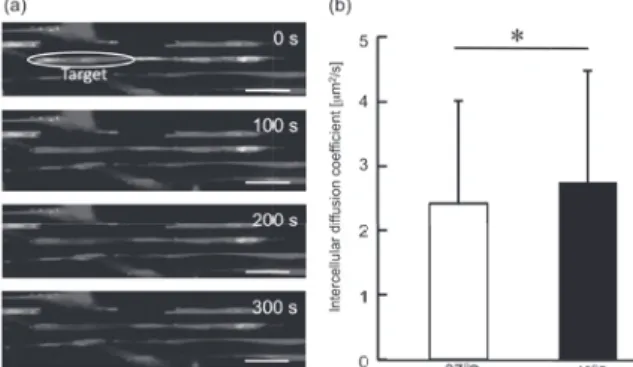 Fig. 1 (a) Time-lapse images from a representative FLIP  experiment.  Bar = 50 µm. (b) Intercellular diffusion  coefficient determined from FLI`P experiments