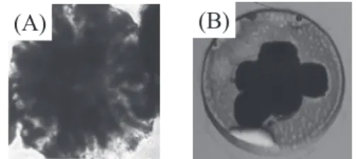 Figure 1. Optical photographs of engineered hepatoma  tissue beads (A) and engineered hepatoma tissue sheet  (B)