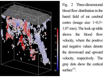 Fig. 2 Three-dimensional  blood flow distribution in the  barrel field of rat cerebral  cortex (image size: 1×0.3× 