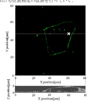 Fig. 1    Fluorescent image of glycocalyx obtained by  super-resolution microscopy.  00.10.20.30.40.50.6 0 1 2 3 4 5 6 7velocity [mm/s] z position [m]