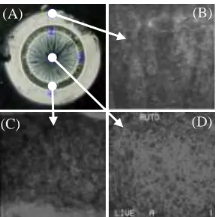 Figure 1 (A): Optical photograph of Calcified  MCCG (CMCCG). (B)-(D): Fluorescence  micrographs of MC3T3-E1-CMCCG composite