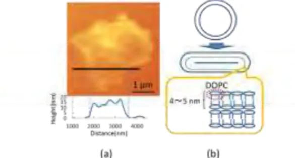 Figure  1(a)  AFM  image  and  cross-section  profile  of  DOPC  vesicle  on  mica  substrate