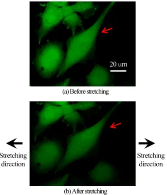 Fig. 1  Fluorescence intensity images of endothelial cell  bottom with substrate stretching (Cell no