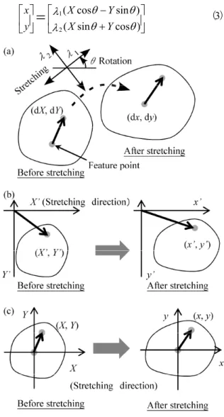 Fig. 6    Displacement field for endothelial cell bottom  with substrate stretching (Cell no
