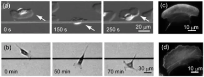 Fig. 1 Migratory behavior of (a) a keratocyte and  (b) a HT1080 cell encountering a single line groove of 1.5 