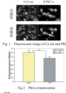Fig. 1    Fluorescense image of Ca ion and PKCα. 