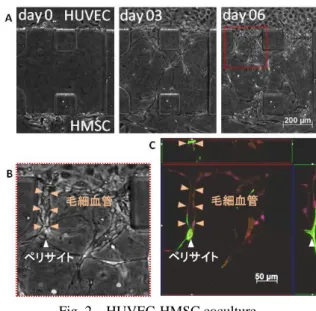 Fig. 2    HUVEC-HMSC coculture. 