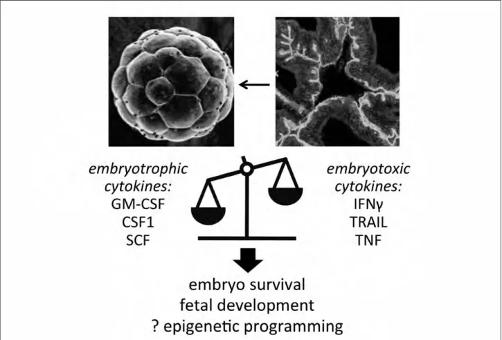 Figure 1.  The  balance  of  cytokines  in  the  peri-conception  environment  can  alter  embryo  survival,  implantation  and  developmental  potential,  and  may  also  influence  epigenetic programming to impact offspring health.