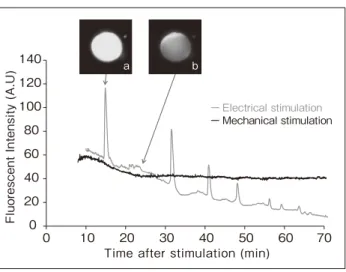 図 1　Calcium oscillations after electric  stimulation, cytosolic aspiration and  injection020406080100120140010 20 30 40 50 60 70Fluorescent Intensity (A.U)Time after stimulation (min)  abーElectrical stimulation  ーMechanical stimulation