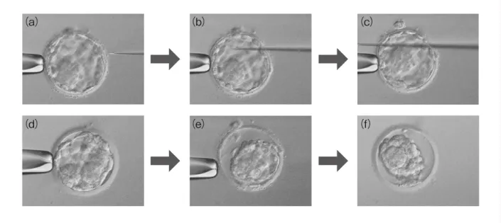 図 3　胞胚腔穿刺収縮法：AS 法 (Artificial Shrinkage) の手順 Artificial shrinkage of expanded blastocyst with the micro-needle 