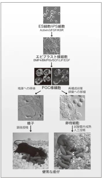 図 1　ES/iPS 細胞からの PGC 様細胞誘導と，