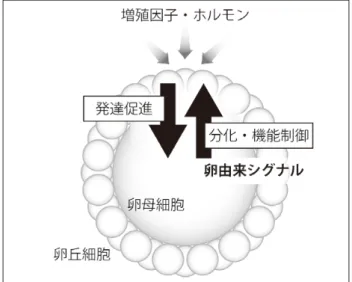 図 1　卵−卵丘細胞間の双方向コミュニケーション