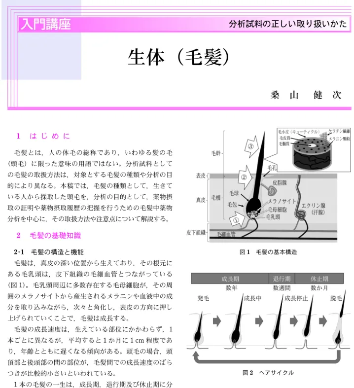 図 1 毛髪の基本構造 図 2 ヘアサイクル 分析試料の正しい取り扱いかた生体（毛髪）桑山健次1は じ め に毛髪とは，人の体毛の総称であり，いわゆる髪の毛（頭毛）に限った意味の用語ではない。分析試料としての毛髪の取扱方法は，対象とする毛髪の種類や分析の目的により異なる。本稿では，毛髪の種類として，生きている人から採取した頭毛を，分析の目的として，薬物摂取の証明や薬物摂取履歴の把握を行うための毛髪中薬物分析を中心に，その取扱方法や注意点について解説する。2毛髪の基礎知識2･1毛髪の構造と機能毛髪は，真皮の深