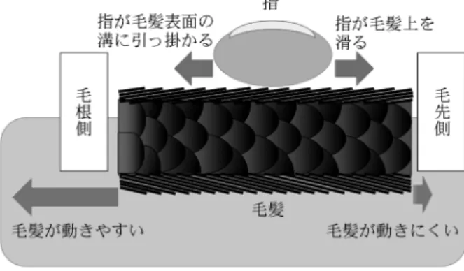 図 4 毛髪の成長方向の確認方法 図 5 毛髪の分画を目視で観察し，色，太さ，傷み具合などを確認し，記録する。薬物が取り込まれにくい白髪，薬物の分解や流出の可能性が高いと考えられる極端に細い毛髪，染色・脱色されている毛髪，傷みの激しい毛髪などは，できる限り分析試料から除外する。3･4分画3･4･1成長方向の判別切断毛の毛髪表面を目視や低倍率の顕微鏡で観察しても，キューティクルの詳細な構造は確認できず，毛根側がどちらか判別できない。器具を使わずに毛髪の成長方向を確認する方法を図4に示す。毛髪1本を手のひらに乗
