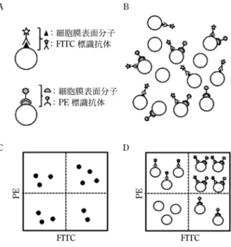 図 3 蛍光漏れ込み補正 図 4 蛍光免疫染色試料を用いた解析 た液滴発生装置，液滴を荷電させる装置，荷電した液 滴の進行方向を変える電場を発生する偏向板から構成 される。液滴発生装置では，超音波振動によってノズ ル先端から噴出された試料溶液とシース液の流れが液 滴の形状へ変化する。この時，水流に電荷を付与する ことで，荷電された特定の液滴は偏向板による磁場の 影響を受けて進行方向を変え，細胞回収用容器へ向か い，一方で荷電していない溶液については，通常，廃 液用容器へ向かう。 2･3 分析試料の特徴 2･
