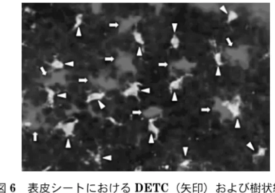 図 6 表皮シートにおける DETC（矢印）および樹状細胞 （矢頭）模した疾患モデルマウスの解析が重要な役割を担ってきている。(a) 実験発症モデル研究目的にあった病態や症状を人為的に正常マウスへ誘導することで得られる。薬剤の投与や病原微生物感染，手術処置を施すことによって病態や症状を誘導するもの等，様々なモデルが報告されてきている。(b) 自然発症モデル偶然的に発見された異常形質が遺伝的に継代され，病的な状態を自然発症するマウスである。単一もしくは複数の遺伝子の影響により疾患を発症する。(c) 遺伝子改変