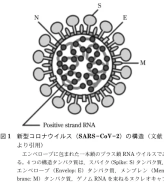 図 1 新型コロナウイルス（SARS CoV 2）の構造（文献 2 より引用） エンベロープに包まれた一本鎖のプラス鎖 RNA ウイルスであ る。4 つの構造タンパク質は，スパイク（Spike: S）タンパク質， エンベロープ（Envelop:  E）タンパク質，メンブレン（Mem-brane: M）タンパク質，ゲノム RNA を束ねるヌクレオキャプ シド（Nucleocapsid: N）タンパク質である。 検査法，及び構造タンパク質を検出する抗原検査があ る。さらに国内では臨床検査薬として未承認である