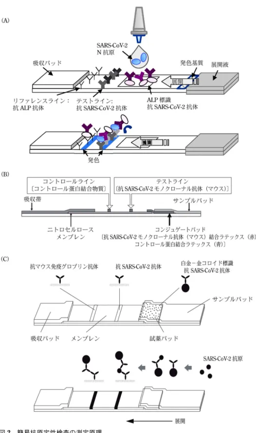 図 2 簡易抗原定性検査の測定原理