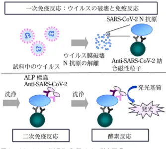 図 3 ルミパルス SARS CoV 2 Ag 測定原理
