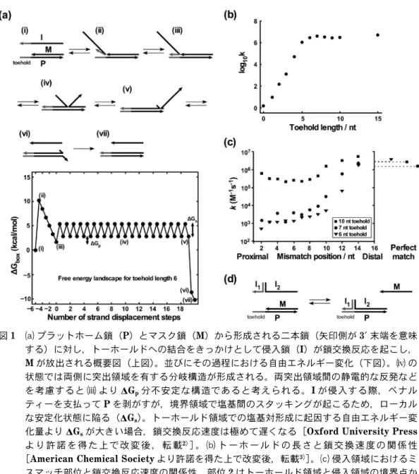 図 1  ａ プラットホーム鎖（P）とマスク鎖（M）から形成される二本鎖（矢印側が 3′末端を意味 する）に対し，トーホールドへの結合をきっかけとして侵入鎖（I）が鎖交換反応を起こし， M が放出される概要図（上図）。並びにその過程における自由エネルギー変化（下図）。 の 状態では両側に突出領域を有する分岐構造が形成される。両突出領域間の静電的な反発など を考慮すると  より DG p 分不安定な構造であると考えられる。I が侵入する際，ペナル ティーを支払って P を剥がすが，境界領域で塩基間の