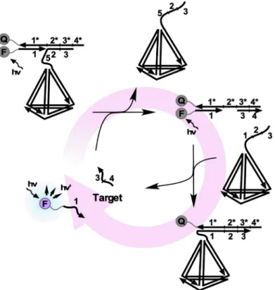 図 6 四面体部位を有する DNA 複合体を用いた EDC の概要図 ノ粒子 67)68) や DNA オリガミ 69) なども注目されている。 酵 素 を 介 し た シ グ ナ ル 増 幅 と 比 較 す る と ， 一 連 の DNA サーキットを用いたシグナルの増幅速度は遅い。 そのため，鎖交換反応の高速化に関する研究も行われて おり，丸山らは，カチオン性の櫛形コポリマーを分子 シャペロンとして用いると鎖交換反応の速度定数が約四 桁上昇することを見いだしている 70)71) 。 7 まとめと今後の展