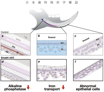 Fig.　3　 Smad4‒dependent regulation of differentiation and function in dental epithelial  cells