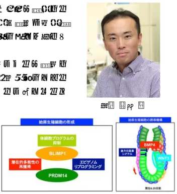 図 2：サイトカインによる ES 細胞/iPS 細胞から のエピブラスト様細 胞及び PGC 様細胞の 誘導と精子、卵子、 産仔の産生。  図 1 左：BLIMP1 と PRDM14 による始原生殖細胞の形成機構。  図 1 右：サイトカイン（BMP4 や WNT3 など）による胚体外胚 葉（黄緑）への始原生殖細胞（赤）誘導機構。 ○ 斎藤さいとう 通みち紀のり（43 歳） 京都大学大学院 医学研究科 教授 哺乳類における生殖細胞形成機構の解明とその試験管内再構成 生殖細胞（精子及び卵子）は、多細胞生物を構